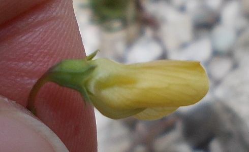 Lathyrus annuus